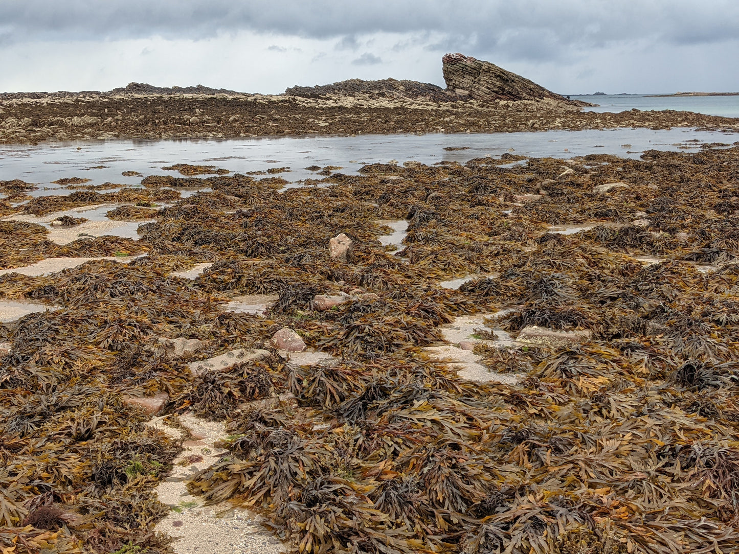 Champ d'algues d'ActivOcean