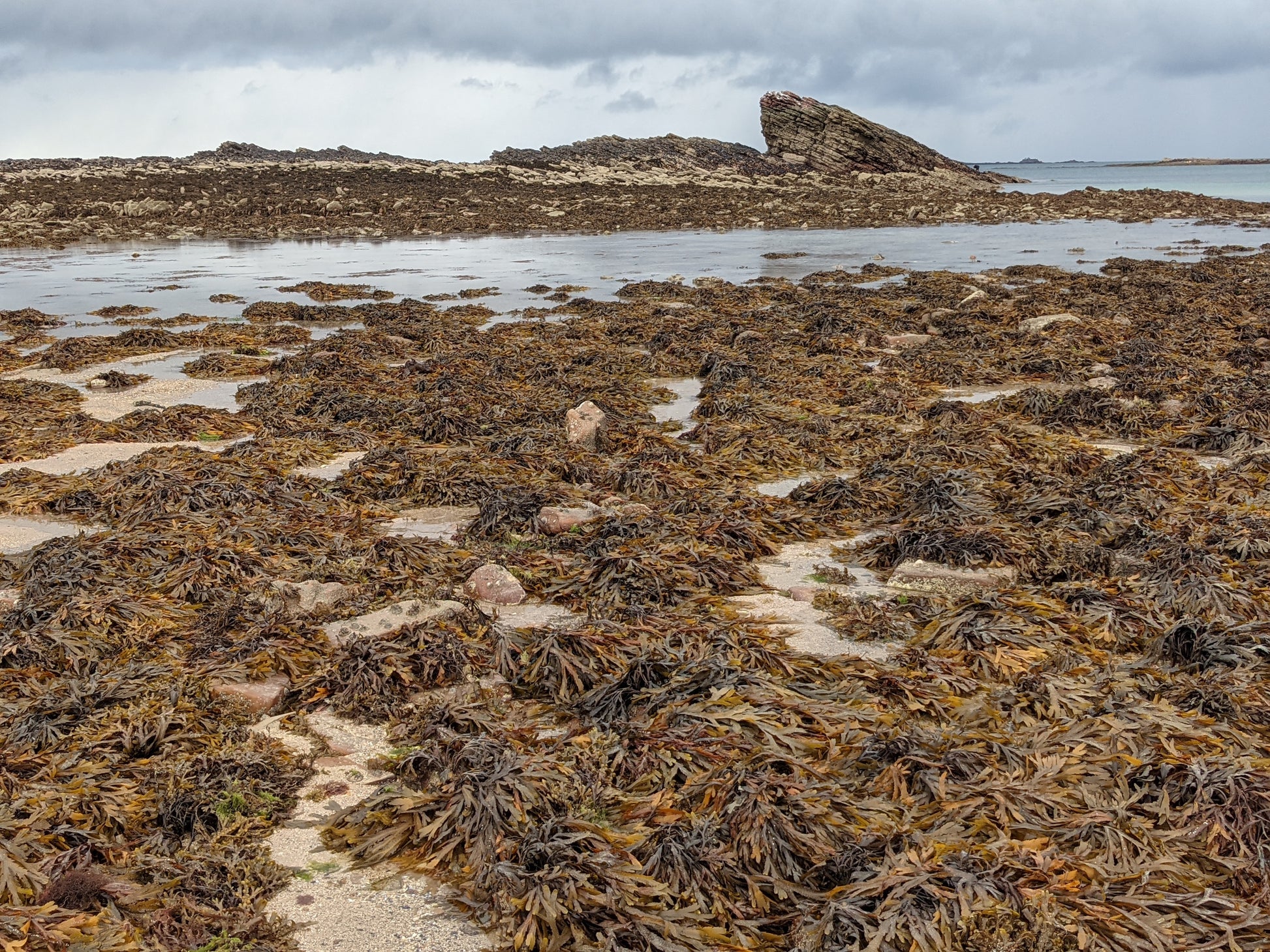 Champ d'algues d'ActivOcean 