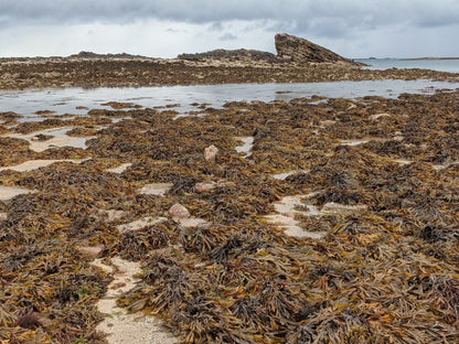 Champ d'algues d'ActivOcean 