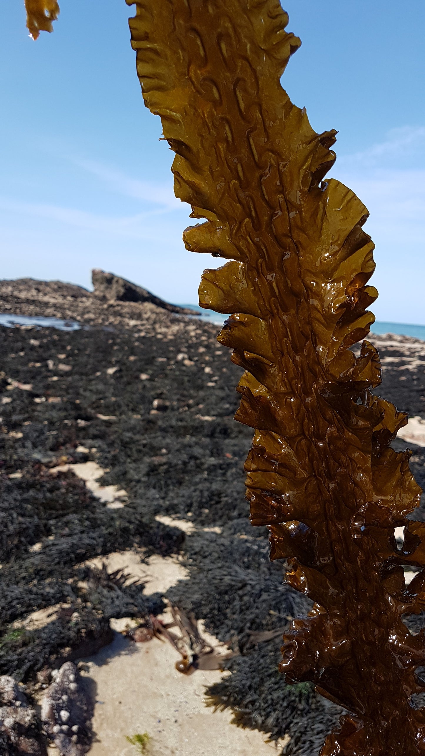 Algue Kombu des côtes d'Armor