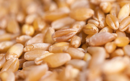 Farine Pane Vivo
