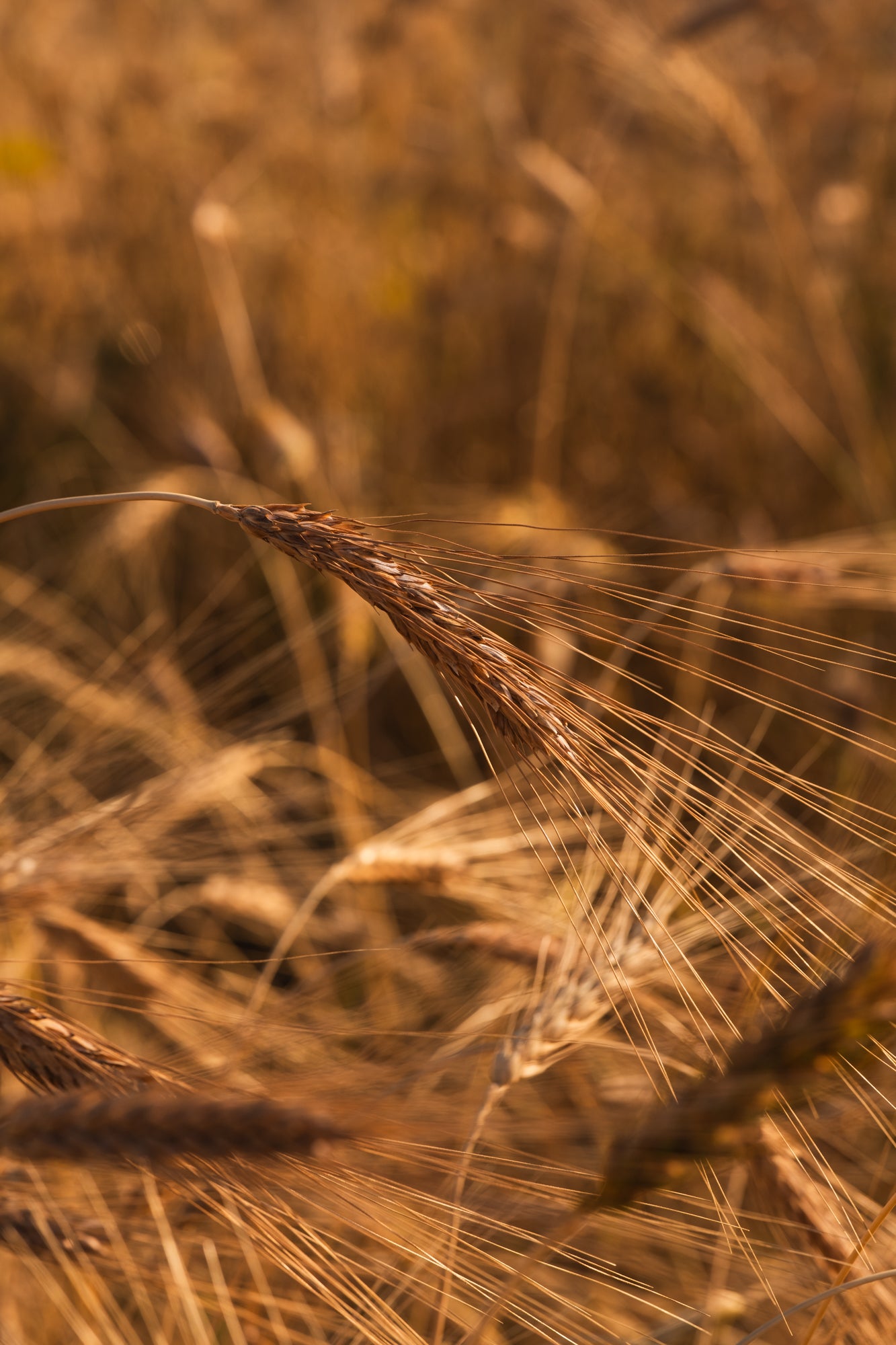 Farine Pane Vivo