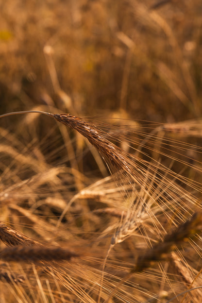 Farine Pane Vivo
