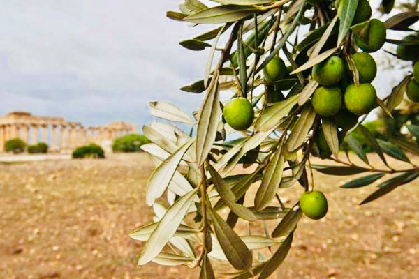 Huile d'olive en céramique de la côté amalfitaine